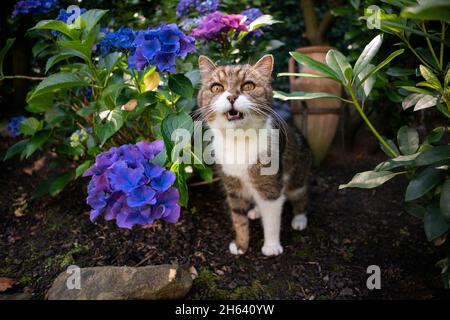 cute tabby gatto bianco all'aperto meowing in piedi accanto blu porpora fioritura pianta idrangea Foto Stock
