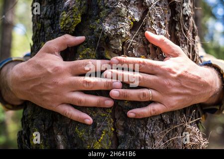 primo piano delle mani dell'uomo anziano che abbracciano un pino nei boschi - la gente e l'ambiente salvano il pianeta senza deforestazione concetto di stile di vita diritti - aiutare la natura e la terra per il futuro Foto Stock