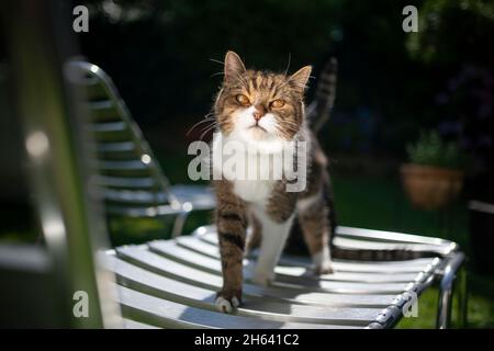 tabby bianco british shorthair gatto in piedi su lettino in alluminio che riflette la luce del sole Foto Stock