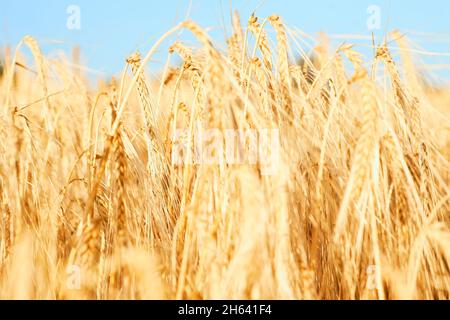 campo di grano alla luce del sole di impostazione Foto Stock