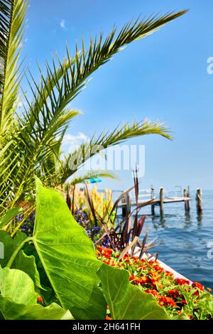 il lungomare di costanza sul lago di überlingen con piante mediterranee Foto Stock