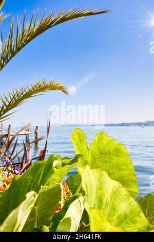 il lungomare di costanza sul lago di überlingen con piante mediterranee Foto Stock