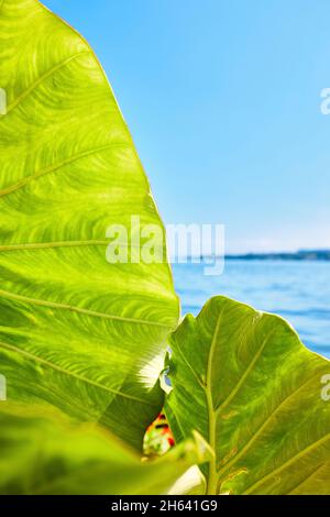 il lungomare di costanza sul lago di überlingen con piante mediterranee Foto Stock