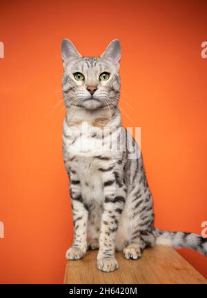 bella tabby argento spotted gatto bengala seduta guardando la macchina fotografica su sfondo arancione Foto Stock