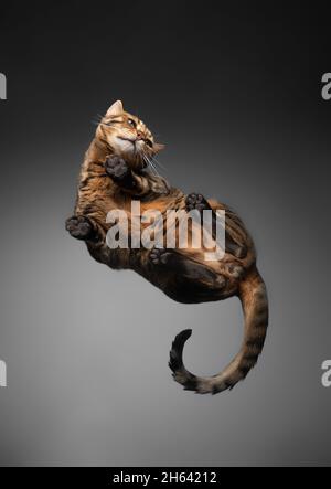 vista dal basso di un gatto bengala marrone macchiato su un tavolo di vetro Foto Stock