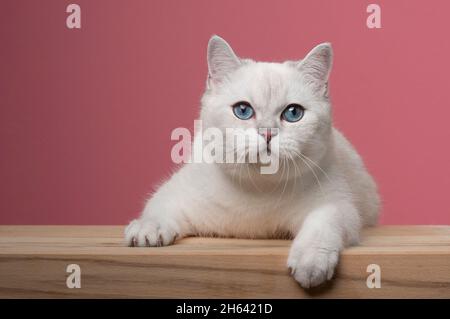 carino gatto bianco britannico shorthair con occhi blu appoggiati su un bancone di legno guardando la fotocamera curiosamente su sfondo rosa con spazio copia Foto Stock