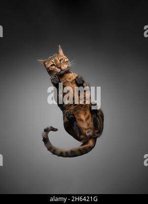 vista dal basso di un gatto bengala marrone macchiato di un tabby seduto su un tavolo di vetro che guarda verso il basso la macchina fotografica Foto Stock