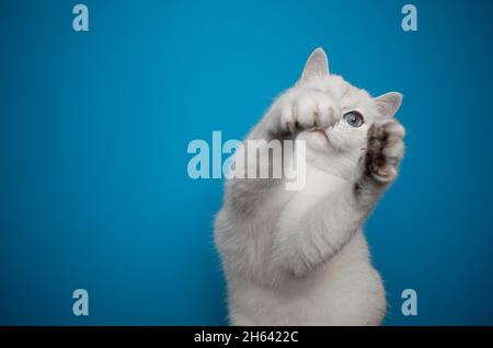 giocoso gattino inglese shorthair che si estende su sfondo blu zampe con spazio copia Foto Stock