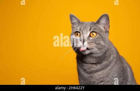 naughty tabby britannico gatto shorthair che attacca fuori lingua guardando lo spazio di copia su sfondo giallo Foto Stock