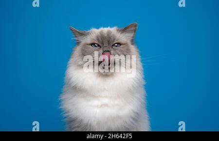 gatto di birman affamato con occhi blu che leccano le labbra tono su tono ritratto su sfondo blu con spazio di copia Foto Stock