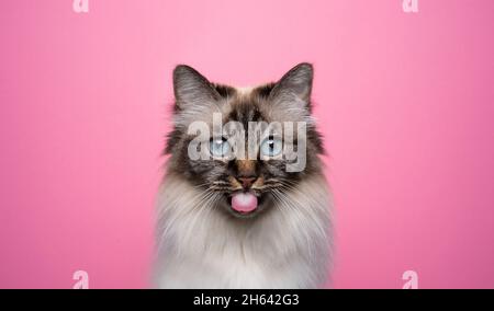 cute punto di sigillo tabby birman gatto che sporge lingua guardando la fotocamera su sfondo rosa con spazio copia Foto Stock