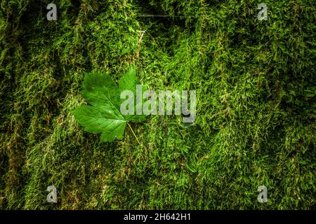 foglia di acero verde su muschio nella foresta Foto Stock