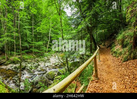 sentiero escursionistico sulla buchberger leite nella foresta bavarese Foto Stock