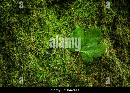 foglia di acero verde su muschio nella foresta Foto Stock