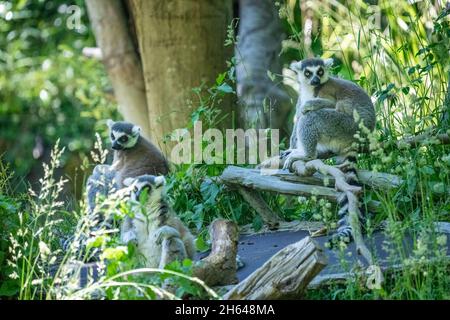 Seattle, Washington, Stati Uniti. Lemuri con coda ad anello nel Seattle Woodland Park Zoo. Foto Stock