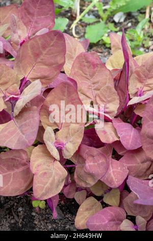 Issaquah, Washington, Stati Uniti. Piante di spinaci rossi o Purple Mountain che crescono in un orto. Foto Stock