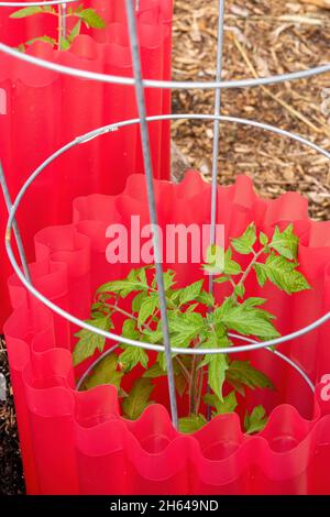 Issaquah, Washington, Stati Uniti. Proteggi pianta isolante intorno alle piante di pomodoro. Queste giacche in plastica resistenti ai raggi UV si adattano alla pianta e quando si è in funzione Foto Stock