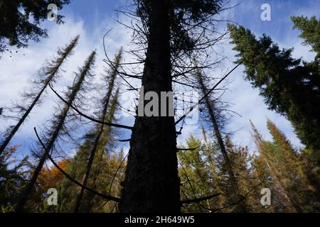 25 ottobre 2021, Schleswig-Holstein, Lübeck: Si possono vedere spruces morti nella foresta della città. Per circa 30 anni, gli alberi della foresta cittadina di Lübeck sono stati fatti crescere come vogliono. I foresters soltanto raramente intervengono nell'ecosistema della foresta. (A dpa-KORR.: 'Il concetto di foresta di Lübeck dovrebbe salvare le foreste e il clima') Foto: Marcus Brandt/dpa Foto Stock