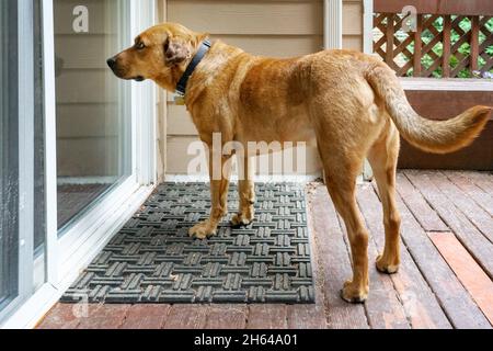 Issaquah, Washington, Stati Uniti. Red Fox (o Foxred) Labrador 'Mitchell' chiedendo di essere lasciato all'interno della casa. Foto Stock