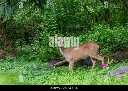 Issaquah, Washington, Stati Uniti. Mule Deer in una zona residenziale boscosa. Foto Stock