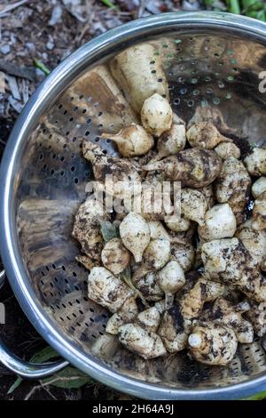 Issaquah, Washington, Stati Uniti. Colino di tuberi di carciofi di Gerusalemme appena raccolti (Helianthus tuberosus), detti anche radice solare, Sunchoke, selvatico Foto Stock