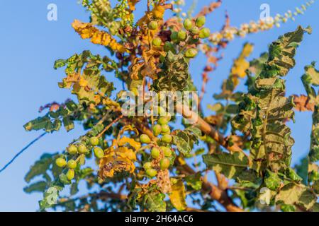 Particolare dell'albero francense Boswellia sacra presso Salalah, Oman Foto Stock