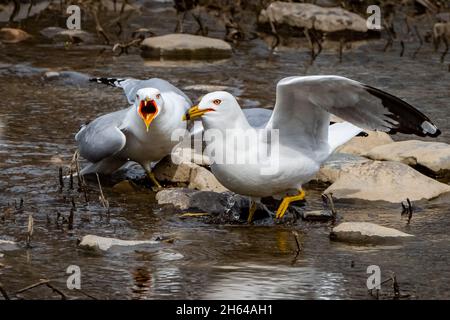 Gabbiani ad anello (Larus delawarensis) in posa in un torrente nel primo pomeriggio di primavera sole. Foto Stock