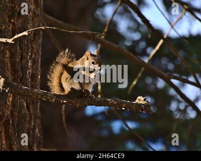 Carino scoiattolo rosso americano (Tamiasciurus hudsonicus) che mangia sul ramo di un albero di conifere nel sole del pomeriggio in una foresta vicino Jasper, Canada. Foto Stock