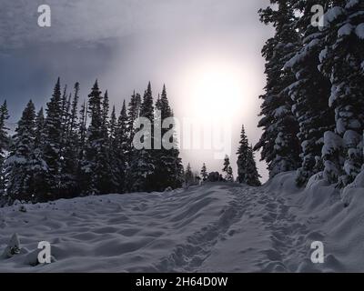 Bellissimo paesaggio invernale con sentiero escursionistico e passi nella neve sul sentiero Edith Cavell Meadows Trail nel Jasper National Park, Alberta, Canada. Foto Stock