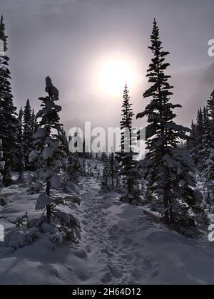 Paesaggio invernale mozzafiato con passi nella neve che conduce attraverso la foresta leggera di alberi di conifere nel Jasper National Park, Alberta, Canada. Foto Stock