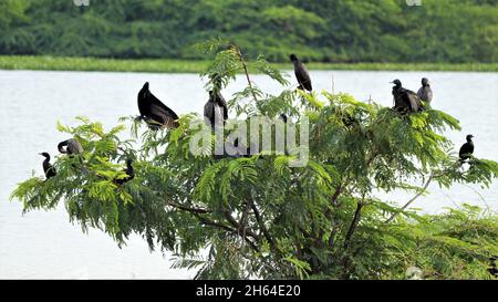 Uccelli acquatici appollaiati su un piccolo albero sullo sfondo scuro Foto Stock