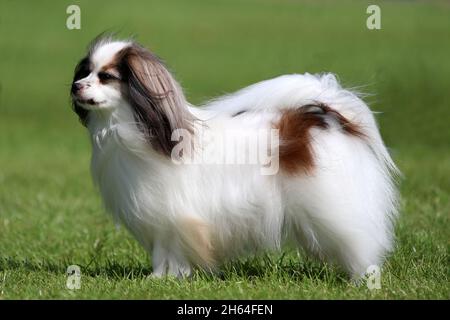 Drop ear Phalene cane Foto Stock