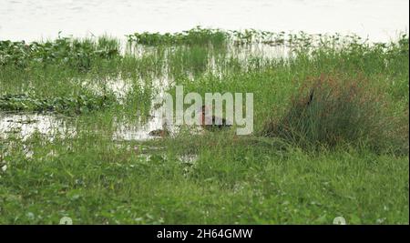 Ci sono piccoli anatroccoli marroni nel lago e le sue azioni sono belle Foto Stock