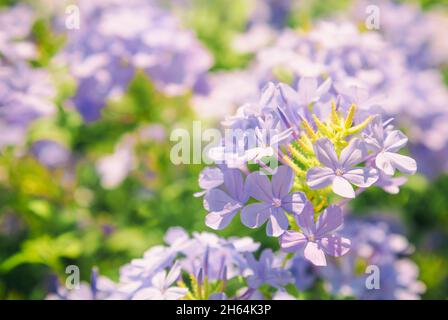 Pianta di fioritura di Plumbago, conosciuta come Plumbago capensis o plumbago blu, Capo Plumbago o Capo leadwort. Arbusto tropicale sempreverde di fiori per le strade Foto Stock