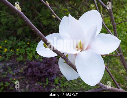 Magnolia grandiflora Brozoni bianco rosa fiore albero grande magnifico fiore primo piano in giardino botanico a Kharkov, Ucraina. Meraviglia della natura. Foto Stock