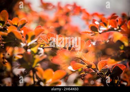 Barbacca nuove foglie rosse e piccoli fiori sul ramo in primavera. Ramo con foglie rosse su sfondo sfocato. Foglie colorate sulla macchia di barbacca. S Foto Stock