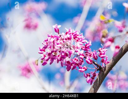 Cercis siliquastrum o Judas, albero ornamentale fiorente con bellissimi fiori di colore rosa in primavera. Fioritura orientale dell'albero di redbud in sp Foto Stock