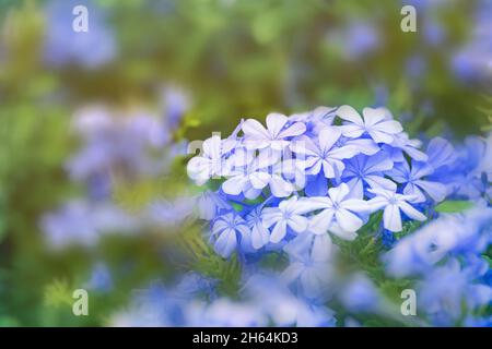 Pianta di fioritura di Plumbago, conosciuta come Plumbago capensis o plumbago blu, Capo Plumbago o Capo leadwort. Arbusto tropicale sempreverde di fiori per le strade Foto Stock