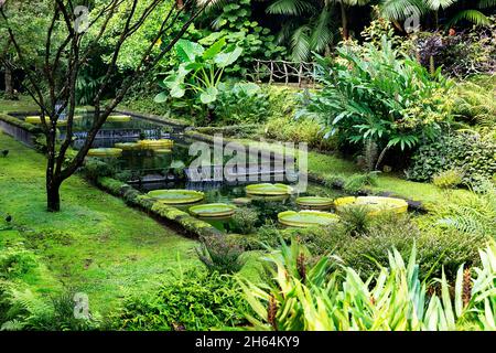 Santa Cruz Water Lily (Victoria amazonica) in un laghetto presso il Giardino Terra nostra, Furnas, Sao Miguel, Azzorre, Portogallo Foto Stock