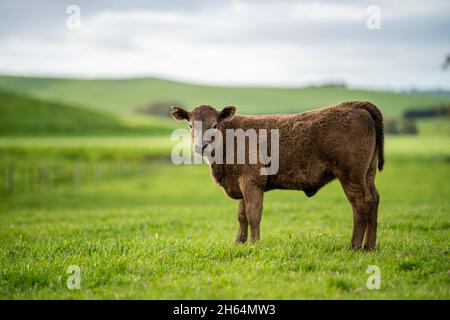 Stud Angus, wagyu, parco di speckle, Murray grigio, mucche da latte e di manzo e Bulls pascolo su erba e pascolo in un campo. Gli animali sono biologici e gratuiti Foto Stock