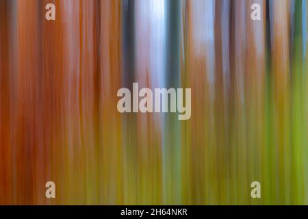 Foto Wald Hintergrund im Herbst Foto Stock