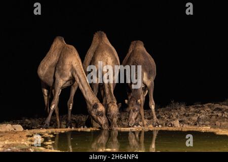 I cammelli bevono acqua da una piscina di notte al confine tra Israele e il deserto del Sinai, Egitto Foto Stock