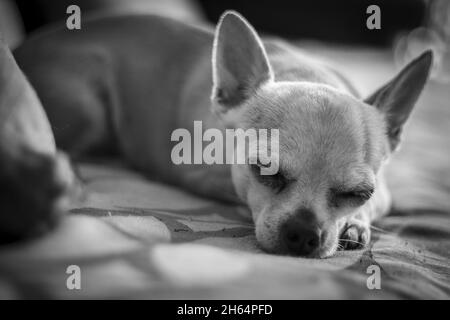 Primo piano in scala di grigi di un cane chihuahua addormentato Foto Stock