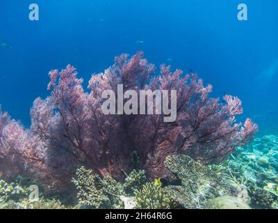 bel corallo rosso nel mare blu Foto Stock