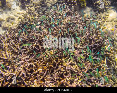 molti piccoli pesci verdi al corallo Foto Stock