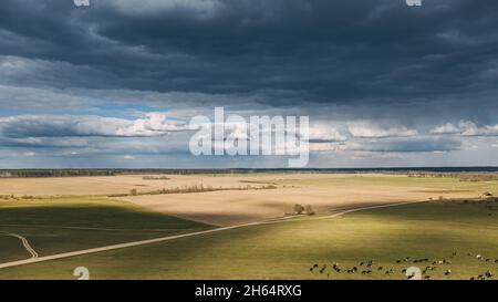 Paesaggio rurale estivo del prato sotto il cielo panoramico. Mandria di mucche pascolo in verde pascolo in pioggia sera campo agricolo. Vista aerea. Drone Lapse Foto Stock