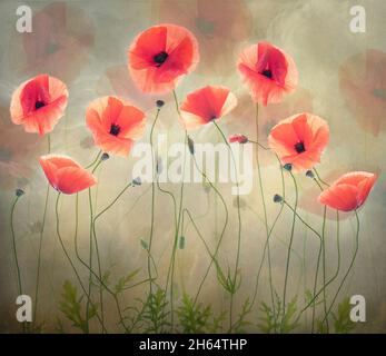 Papaveri danzanti in un prato estivo. Delicati fiori vibranti e artistici. Belle immagini per stampe belle. Foto Stock