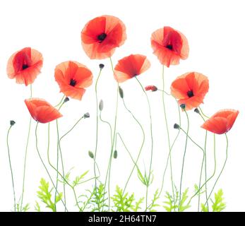 Papaveri danzanti in un prato estivo. Delicati fiori vibranti e artistici. Belle immagini per stampe belle. Foto Stock