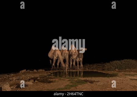 I cammelli bevono acqua da una piscina di notte al confine tra Israele e il deserto del Sinai, Egitto Foto Stock