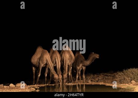 I cammelli bevono acqua da una piscina di notte al confine tra Israele e il deserto del Sinai, Egitto Foto Stock